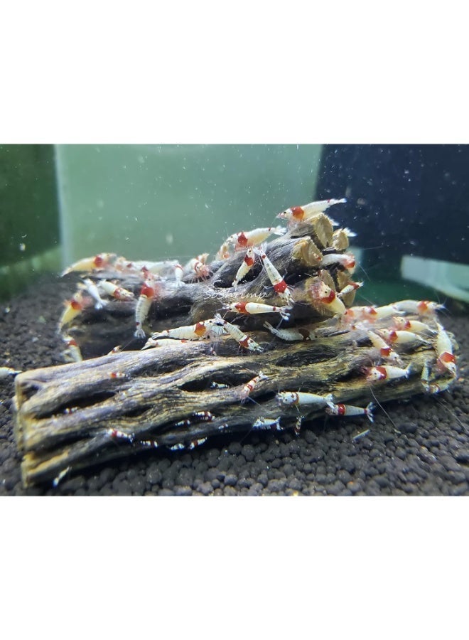 Natural Cholla Wood for Aquarium Decoration Shrimp and Fish Tank - (6 Inch) - Image 4